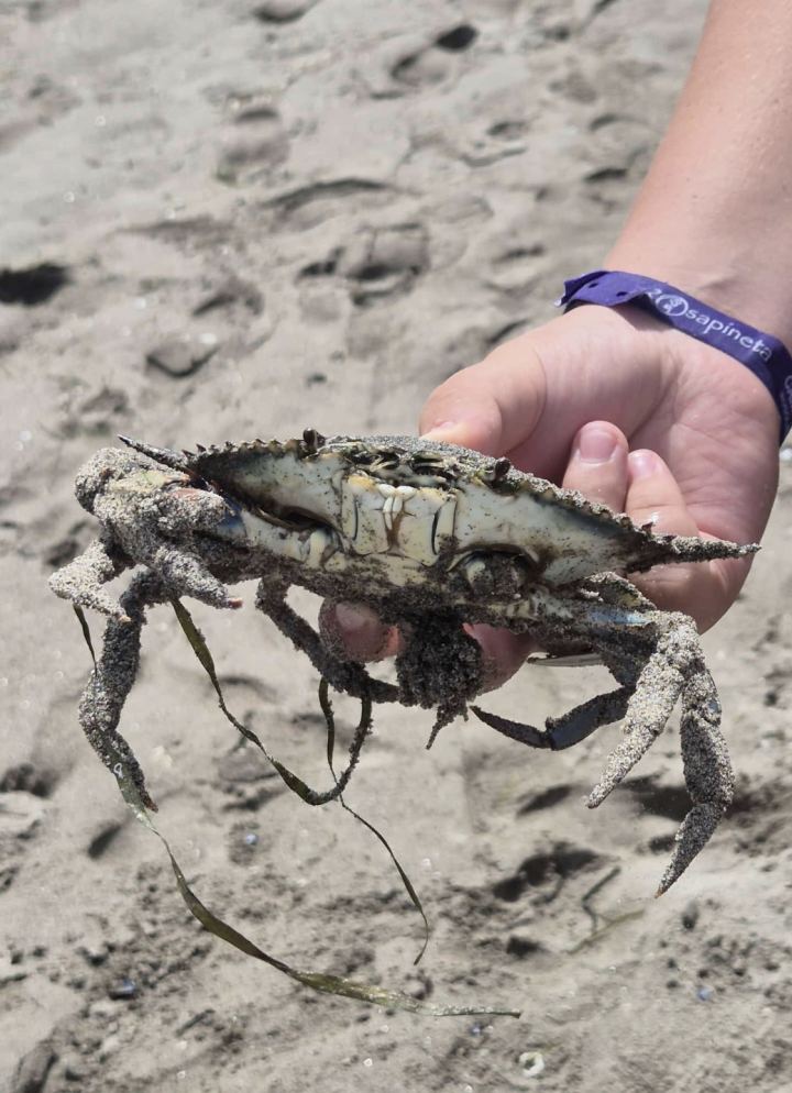 Heute am Strand gefunden